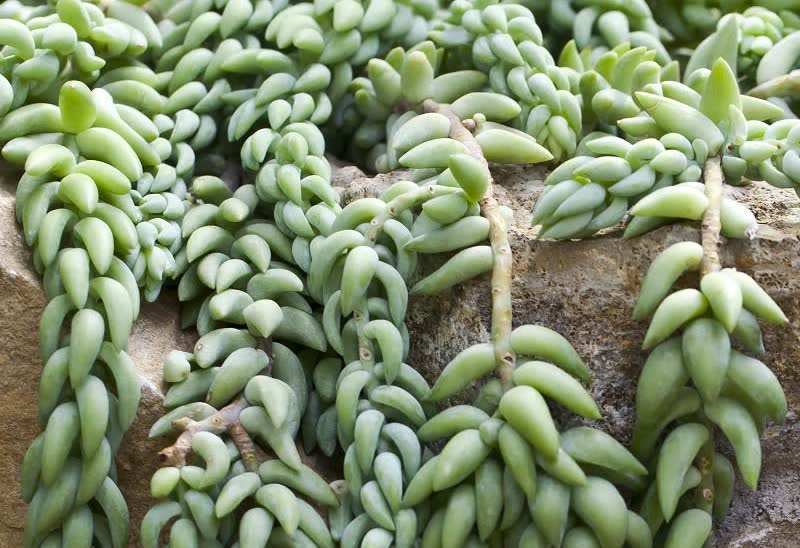 burros tail succulent terrarium