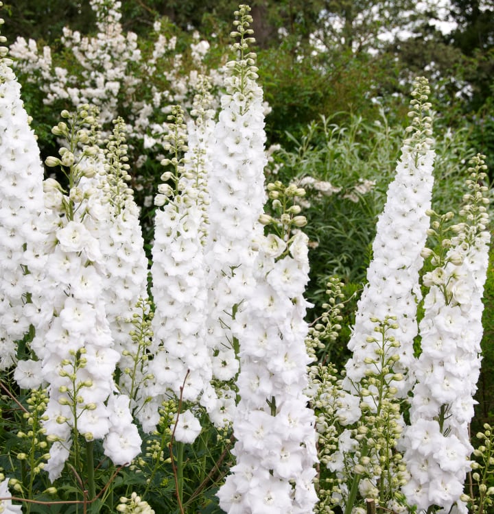 butterball delphinium