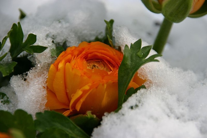 buttercup in snow