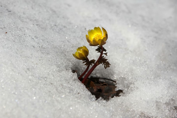 buttercup on winter