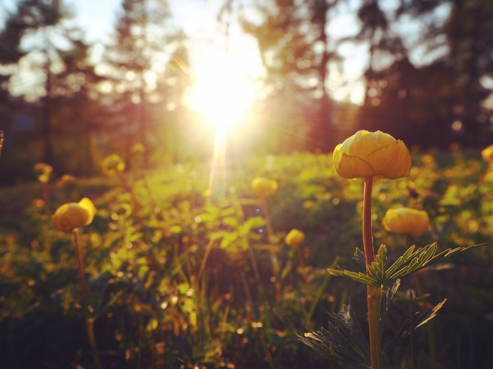 buttercups in the sun