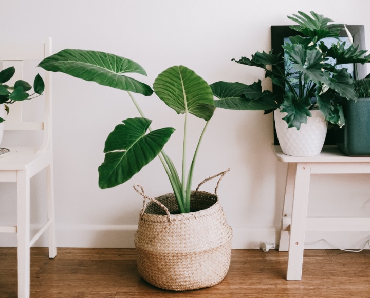 calming indoor plants