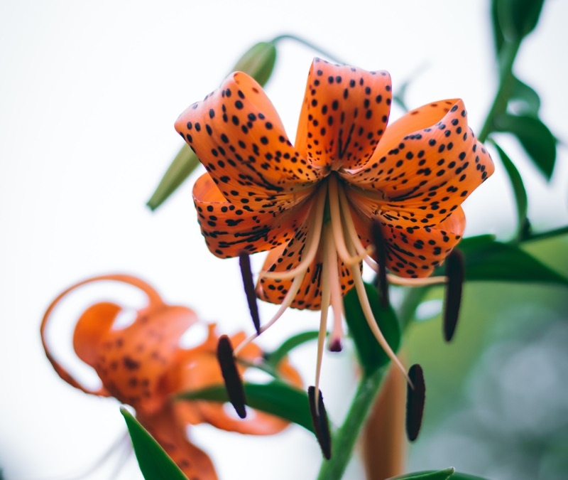 canada lily flower