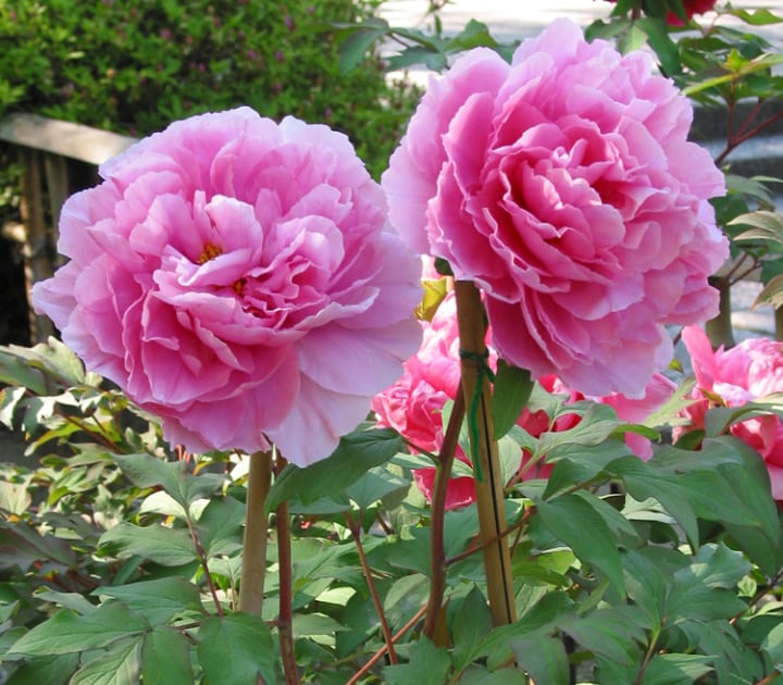 cardinal vaughan peony paeonia suffruticosa