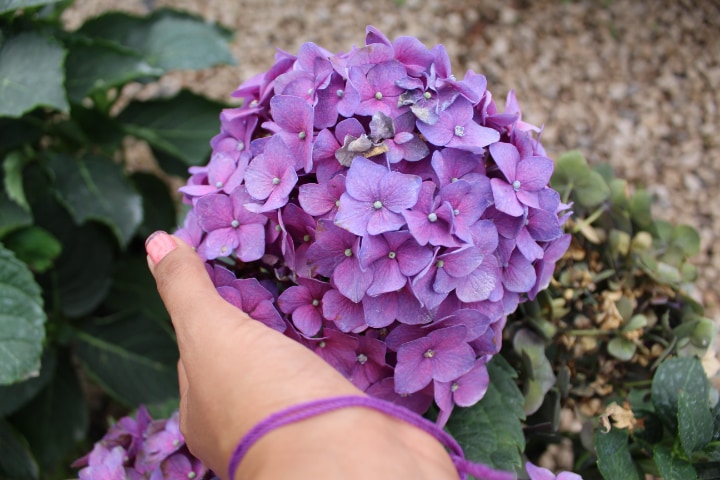 caring for hydrangea
