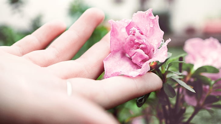 caring for peony