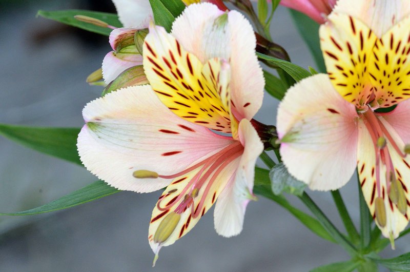 casablanca white lilies