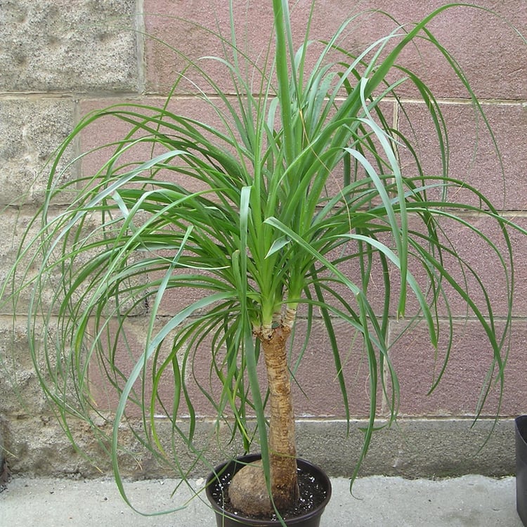 19 Toxic Plants for Cats (and Other Pets) to Watch Out For