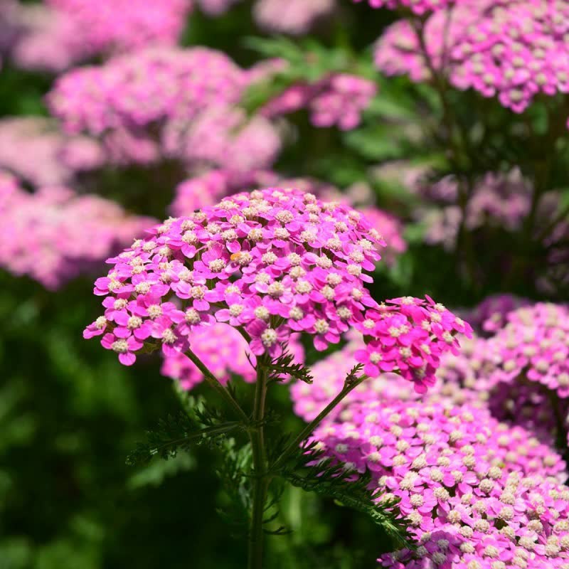 cerise queen yarrow