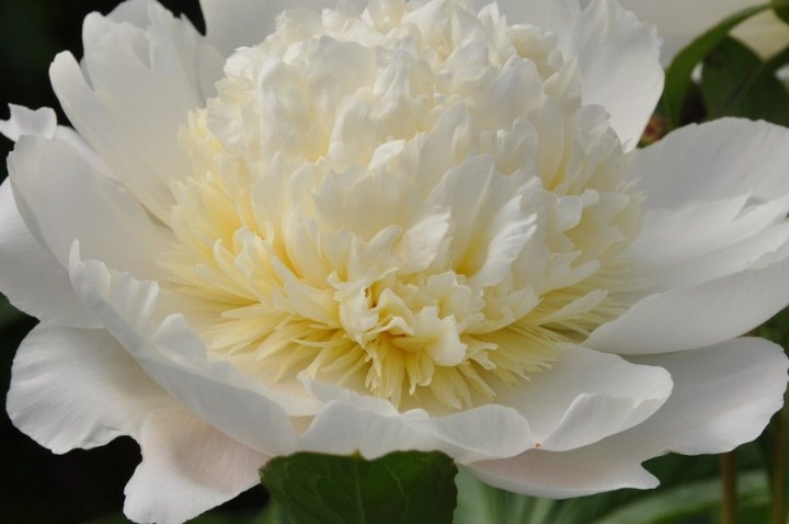 charlies white peony