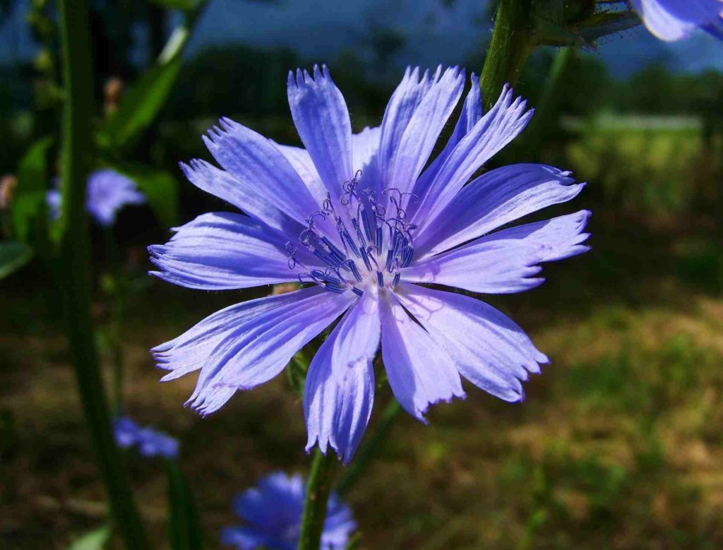 chicory