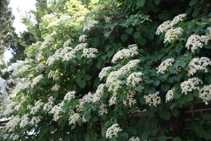 climbing hydrangea