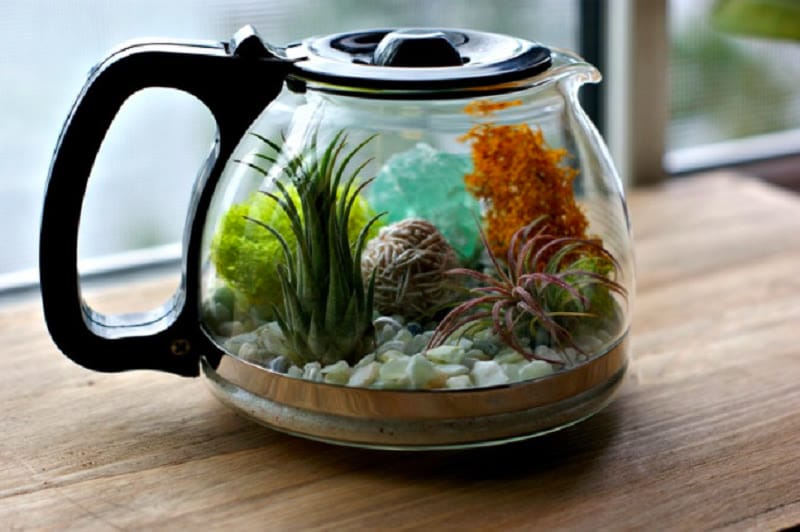 coffee pot terrarium idea