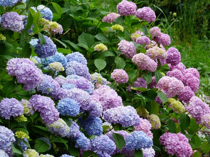 colorful hydrangeas and meanings