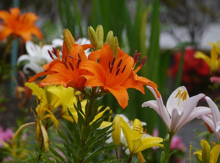 colorful lily flowers freshly watered