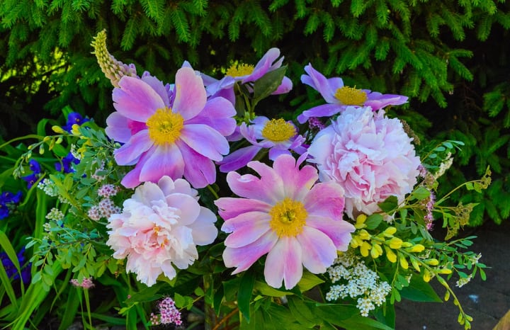 colorful peonies