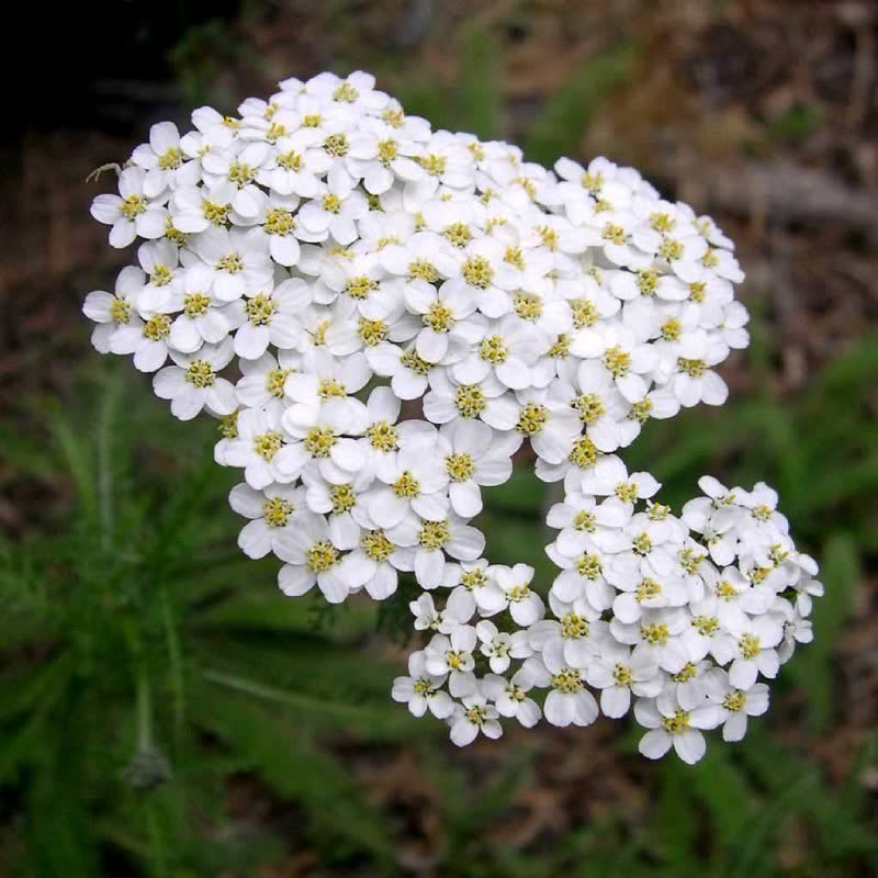 common yarrow flower