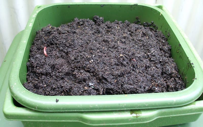 compost tray for growing mushrooms