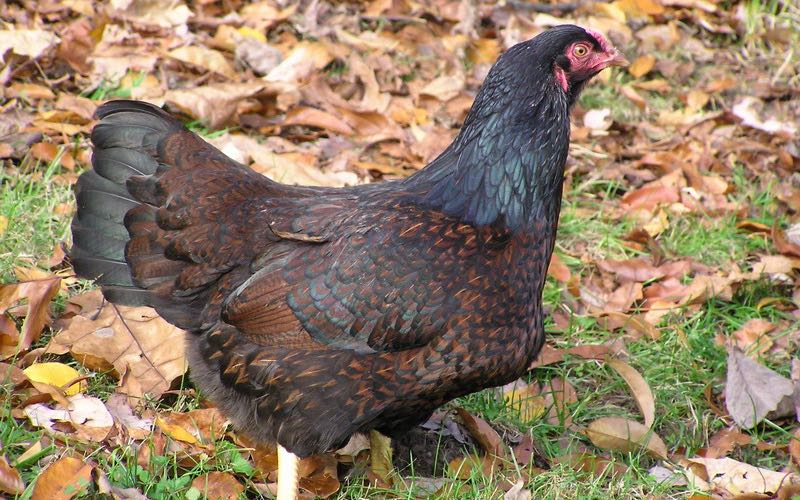 cornish chicken breed