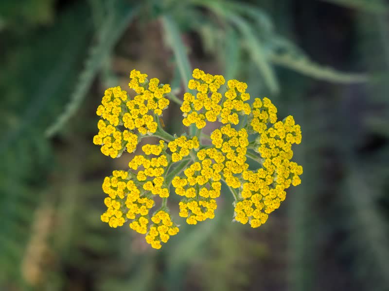 coronation gold yarrow flower