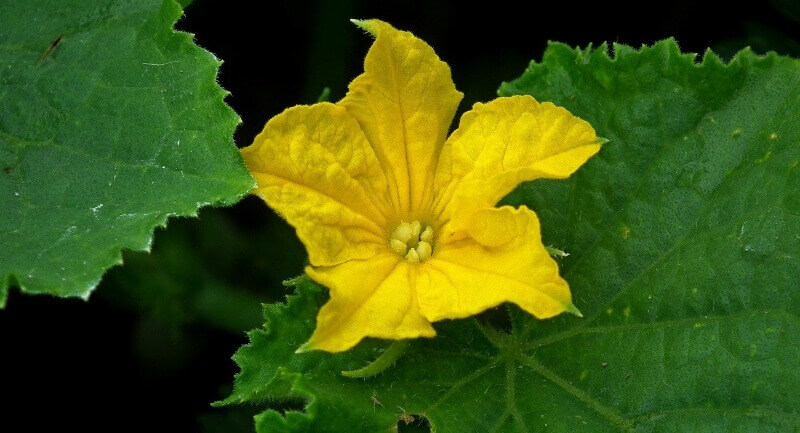 cucumber flower