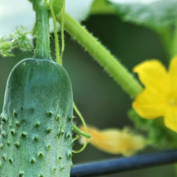 cucumber plant on trellis