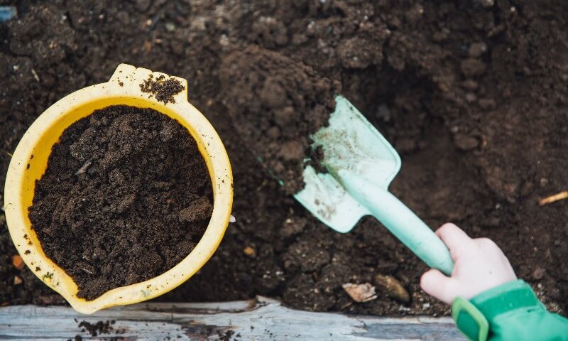 cucumber soil