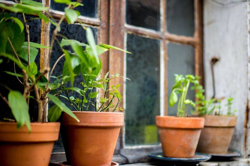 cucumbers containers