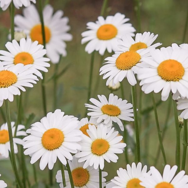 daisies in the garden