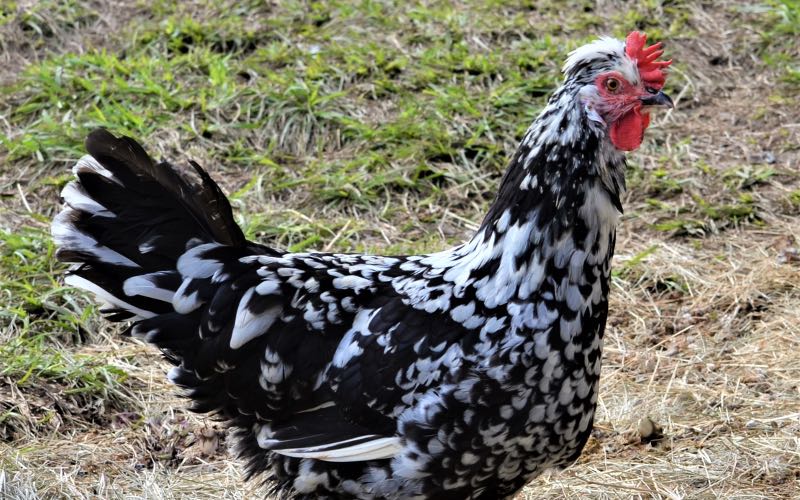 dampierre chicken breed