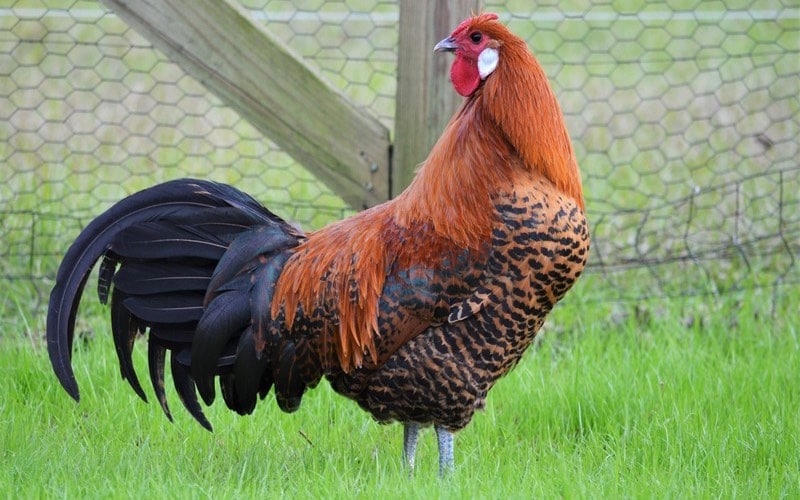 deathlayer chicken breeds