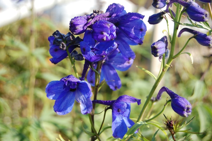 delphinium belladona