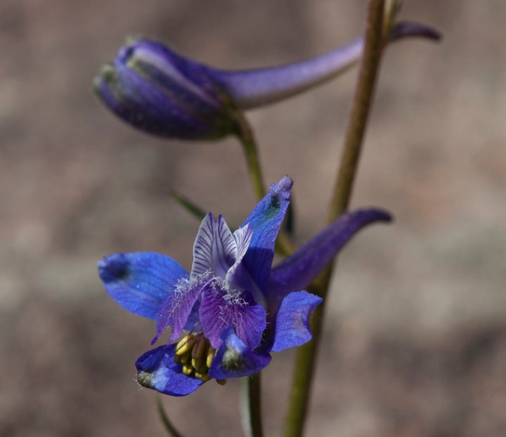 delphinium buds side view looks like a dolphin