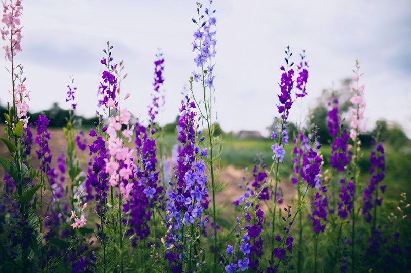 delphinium flowers