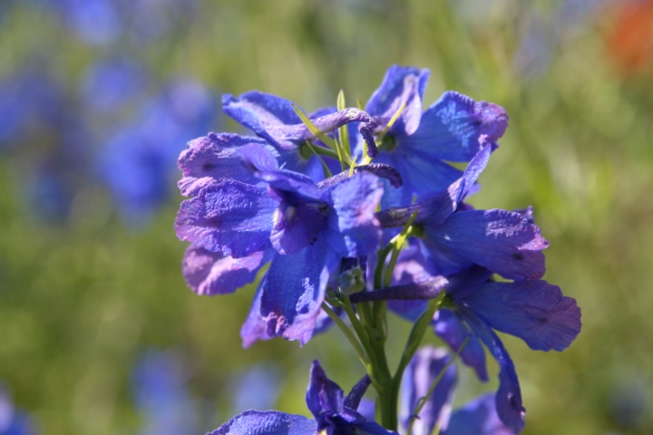 delphinium grandiflorum