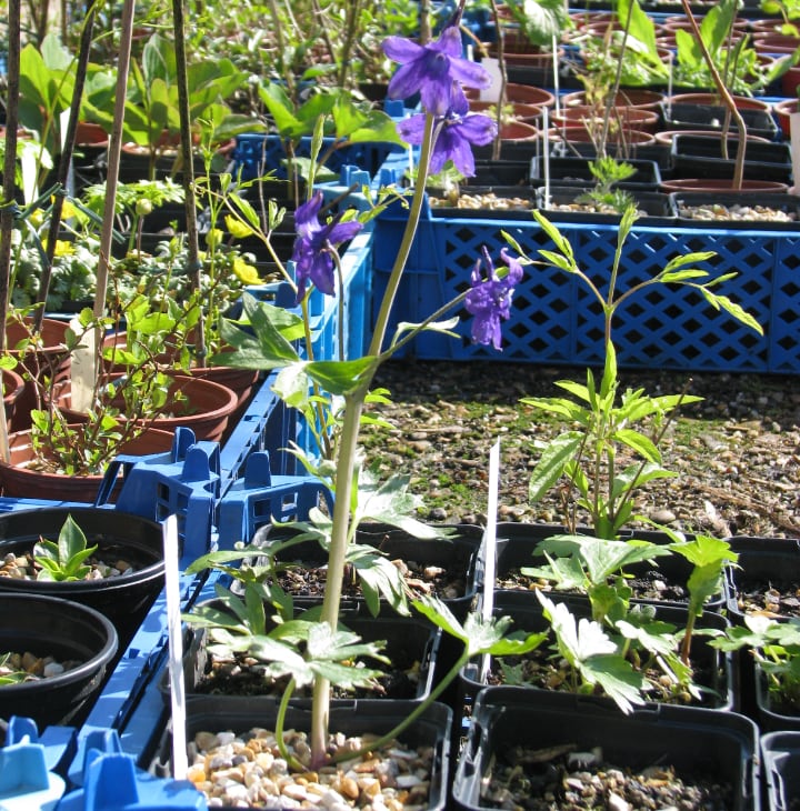 delphinium in a pot