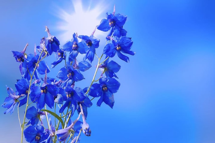 delphinium under the sun