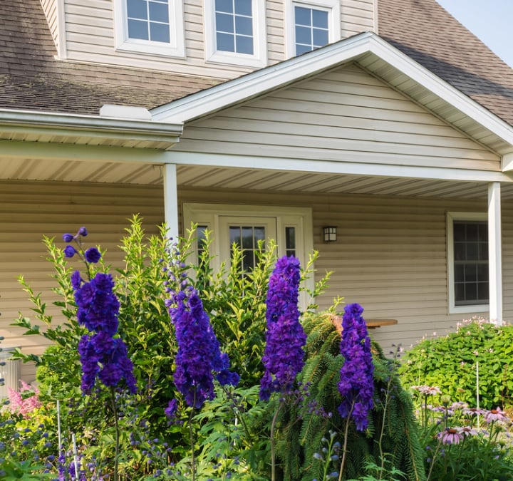 delphiniums in the front lawn of house