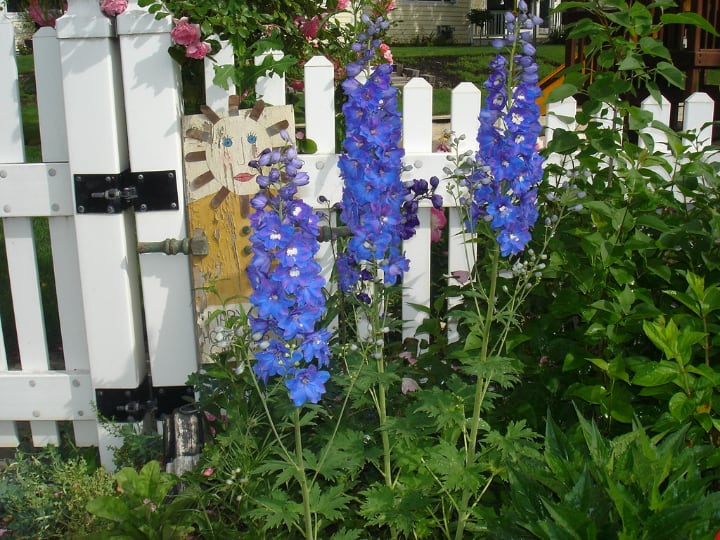 delphiniums in the garden