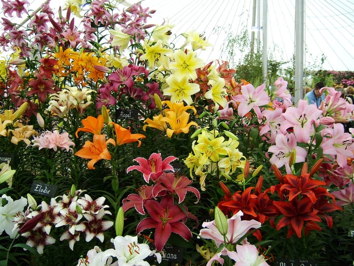 different colors of lily flowers