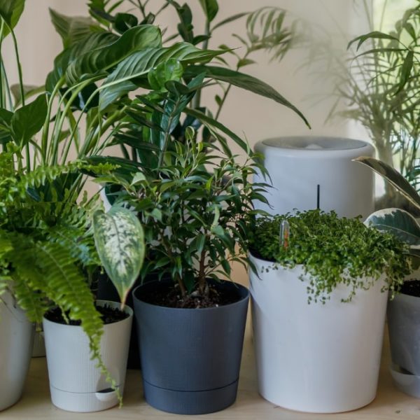 different plants on varied pot designs