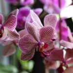 dog safe moth orchids plants