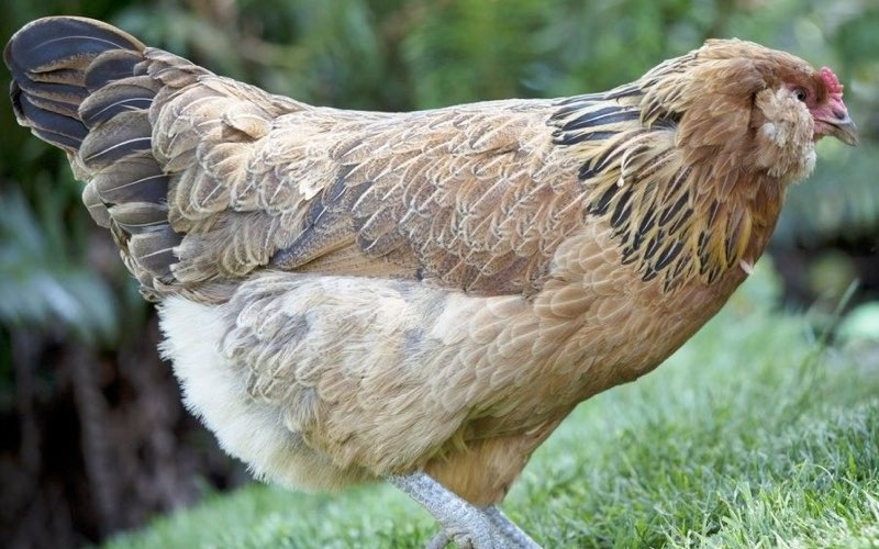 easter egger chicken breed