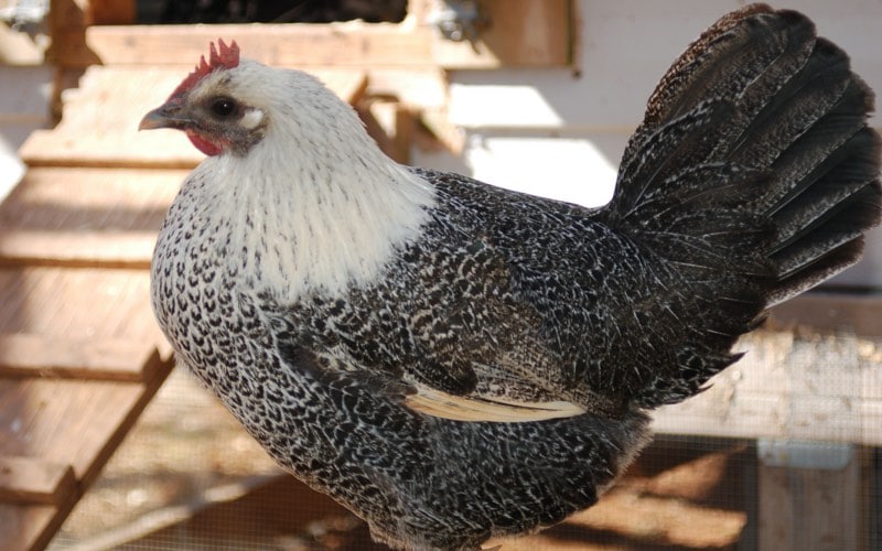egyptian fayoumi chicken breeds
