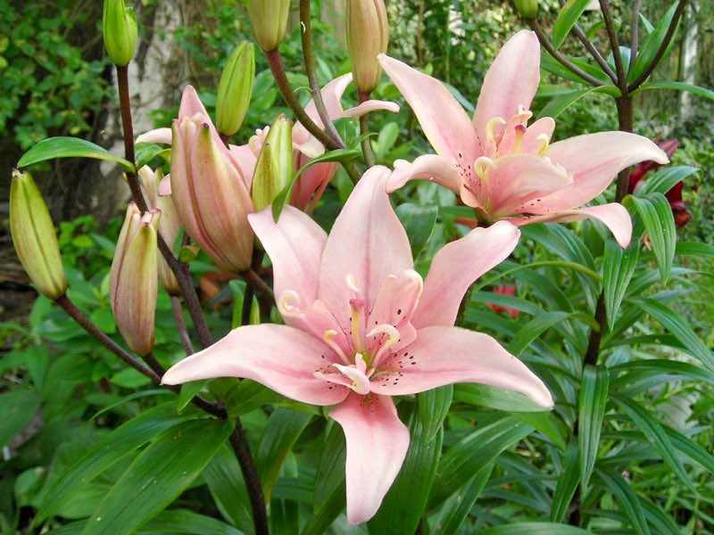 elodie lily flower