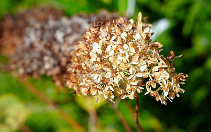 faded hydrangea flowers