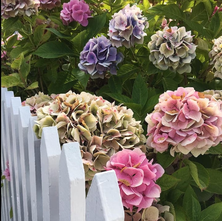 fenced hydrangeas