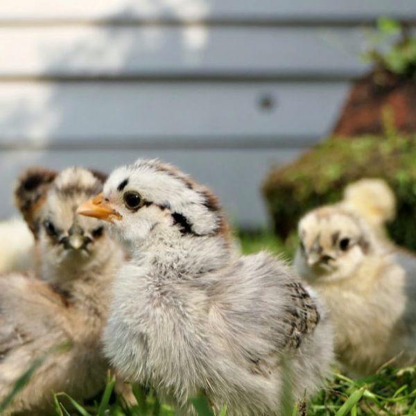 fluffy chicks