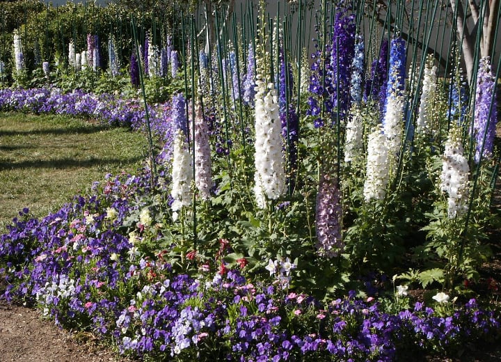 garden filled with colorful delphiniums