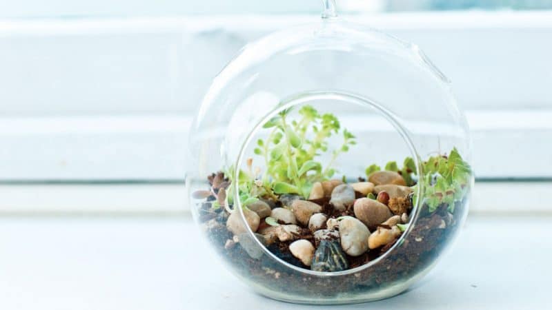 glass bubble terrarium ideas 1